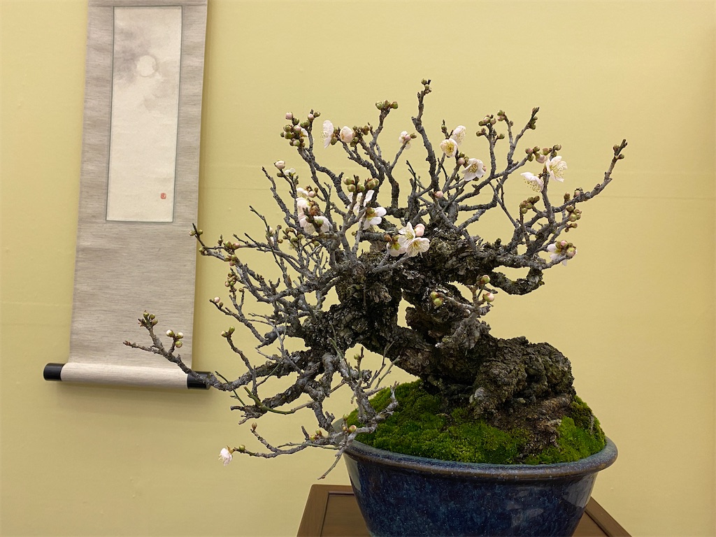 第46回雅風展 - BONSAIちえ