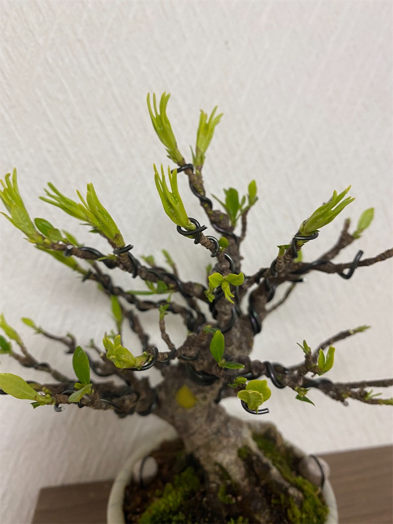 盆栽 クチナシ　根本極太約5cm　花目3個 クチナシ 太幹の盆栽を販売｜盆栽妙 – 盆栽妙 本店