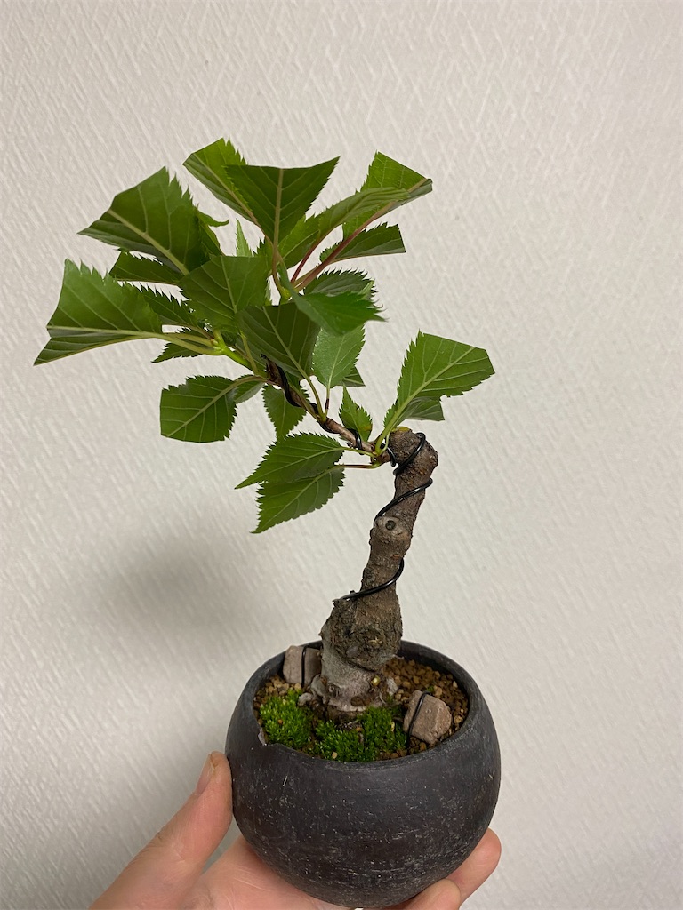 f:id:bonsaichie:20210509220457j:image