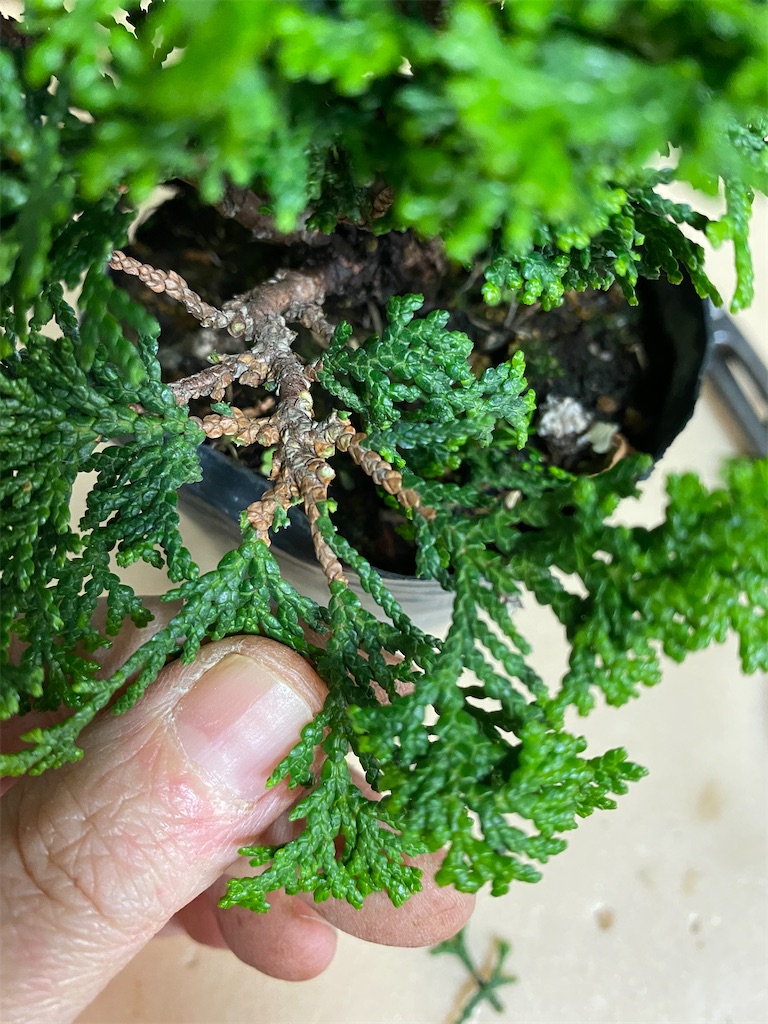 津山桧の芽つみと枝を透かす - BONSAIちえ