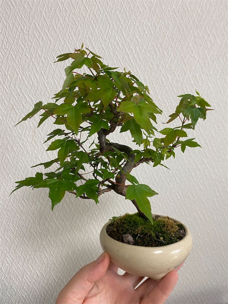 カエデ 盆栽 楓 小さい葉っぱの楓 カエデの剪定と葉透かし - BONSAI カエデ 盆栽 楓 小さい葉っぱの楓 カエデの剪定と葉透かし - BONSAI