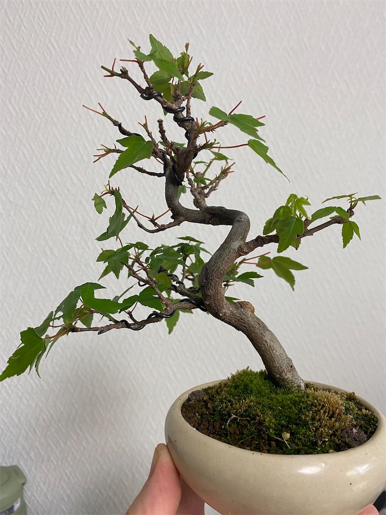 f:id:bonsaichie:20210521221056j:image