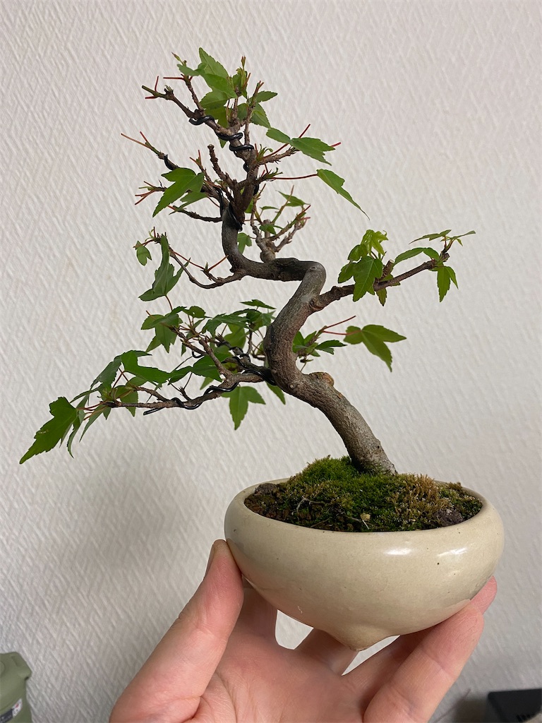 f:id:bonsaichie:20210521232443j:image