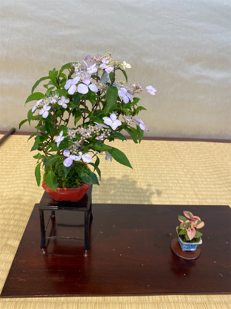 f:id:bonsaichie:20210604222239j:image f:id:bonsaichie:20210604222239j:image