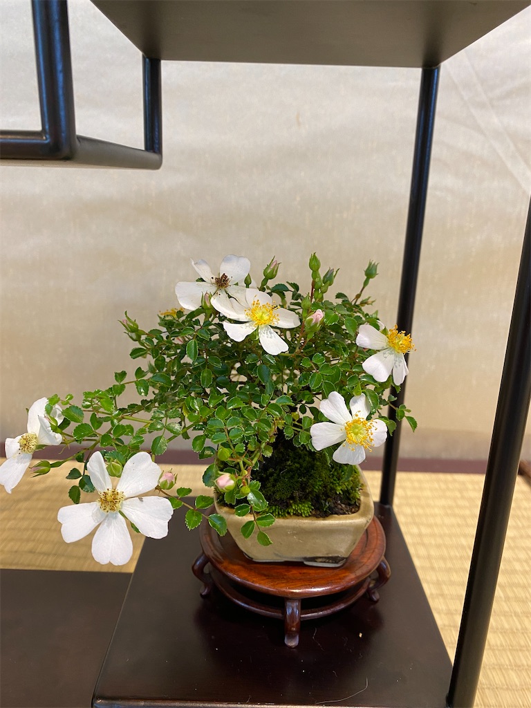 f:id:bonsaichie:20210604222250j:image f:id:bonsaichie:20210604222250j:image