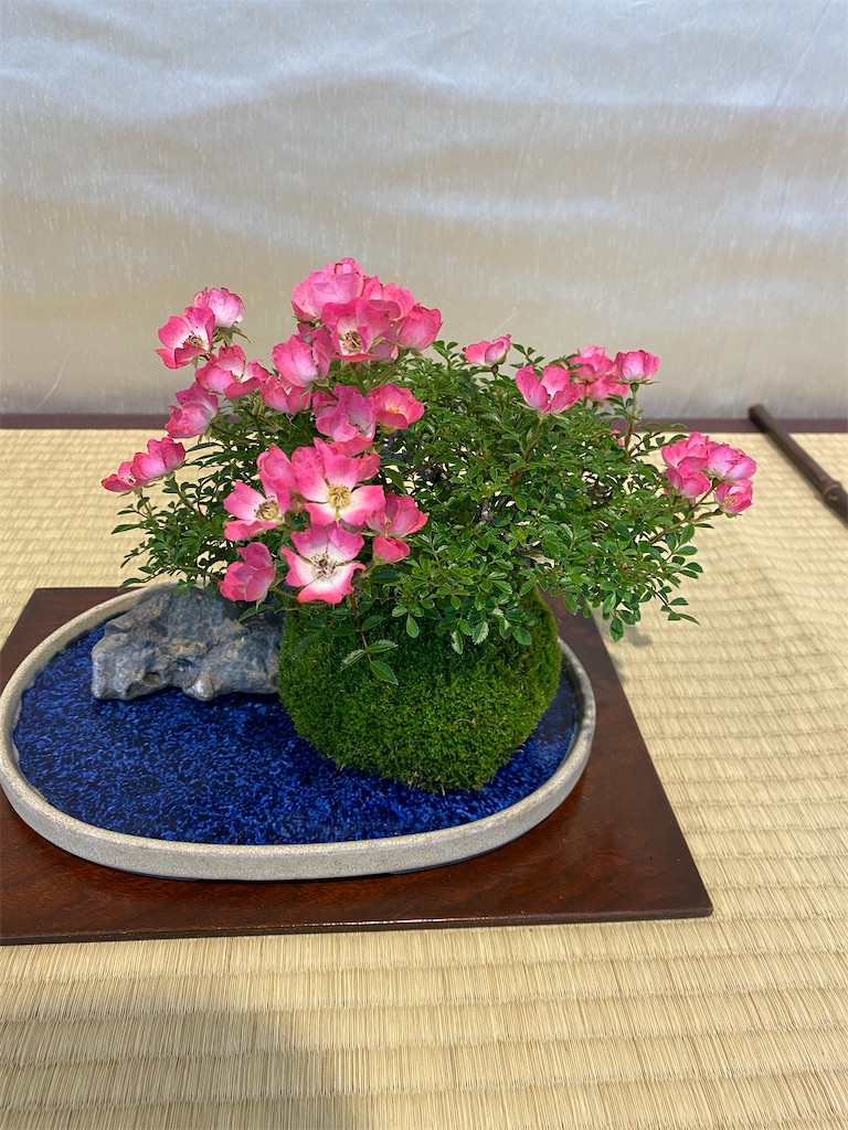 f:id:bonsaichie:20210604222257j:image f:id:bonsaichie:20210604222257j:image