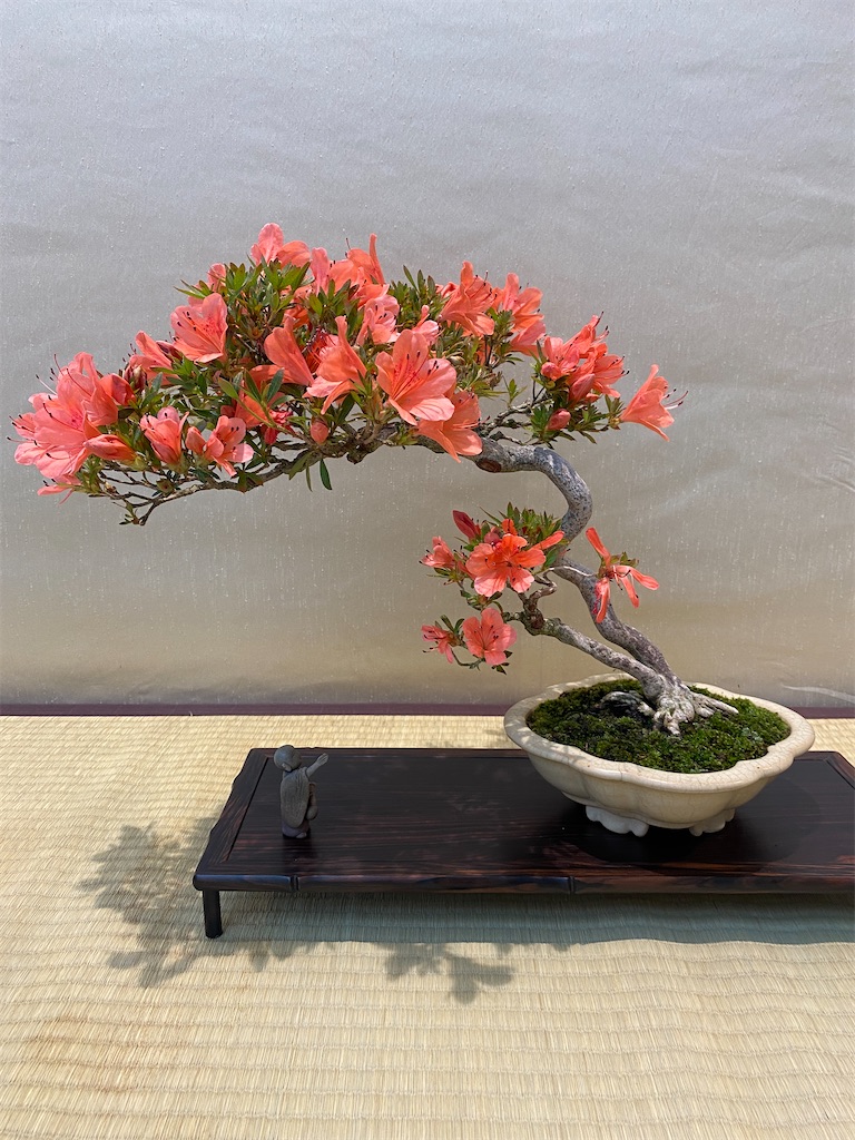 f:id:bonsaichie:20210604222349j:image f:id:bonsaichie:20210604222349j:image