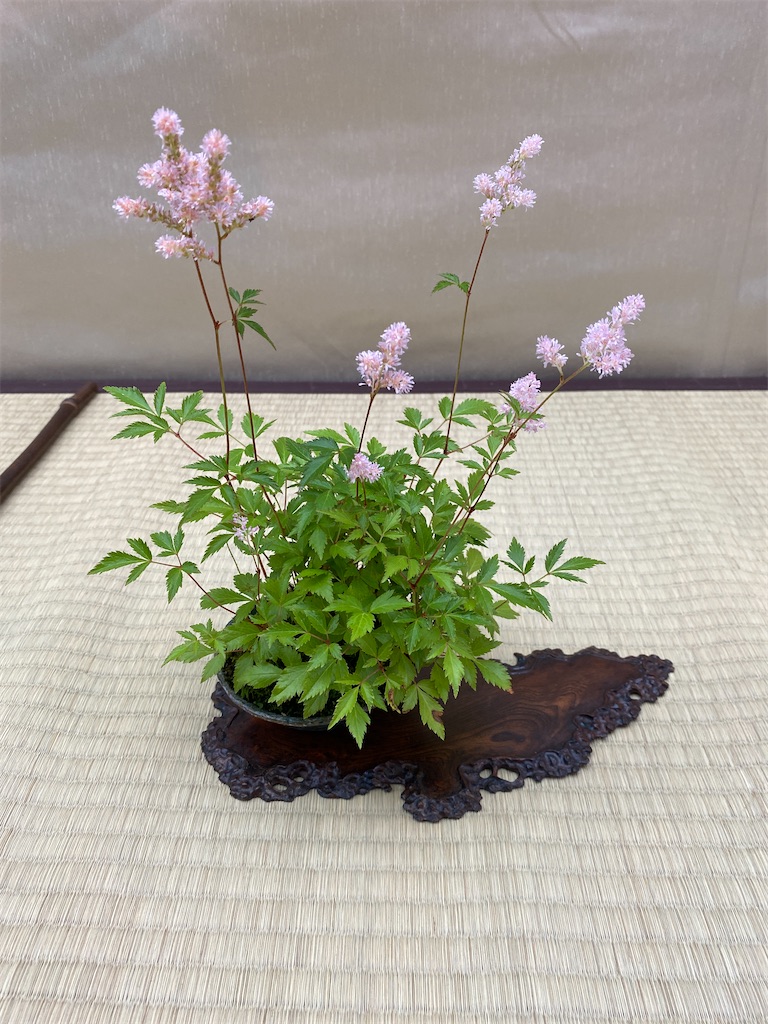 f:id:bonsaichie:20210604222412j:image f:id:bonsaichie:20210604222412j:image