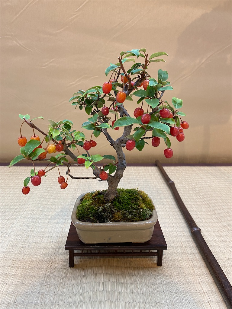 f:id:bonsaichie:20210604222426j:image f:id:bonsaichie:20210604222426j:image