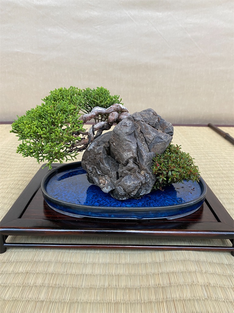 f:id:bonsaichie:20210604222517j:image f:id:bonsaichie:20210604222517j:image