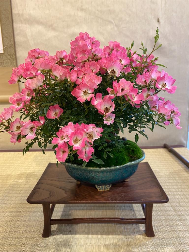 f:id:bonsaichie:20210604222528j:image f:id:bonsaichie:20210604222528j:image