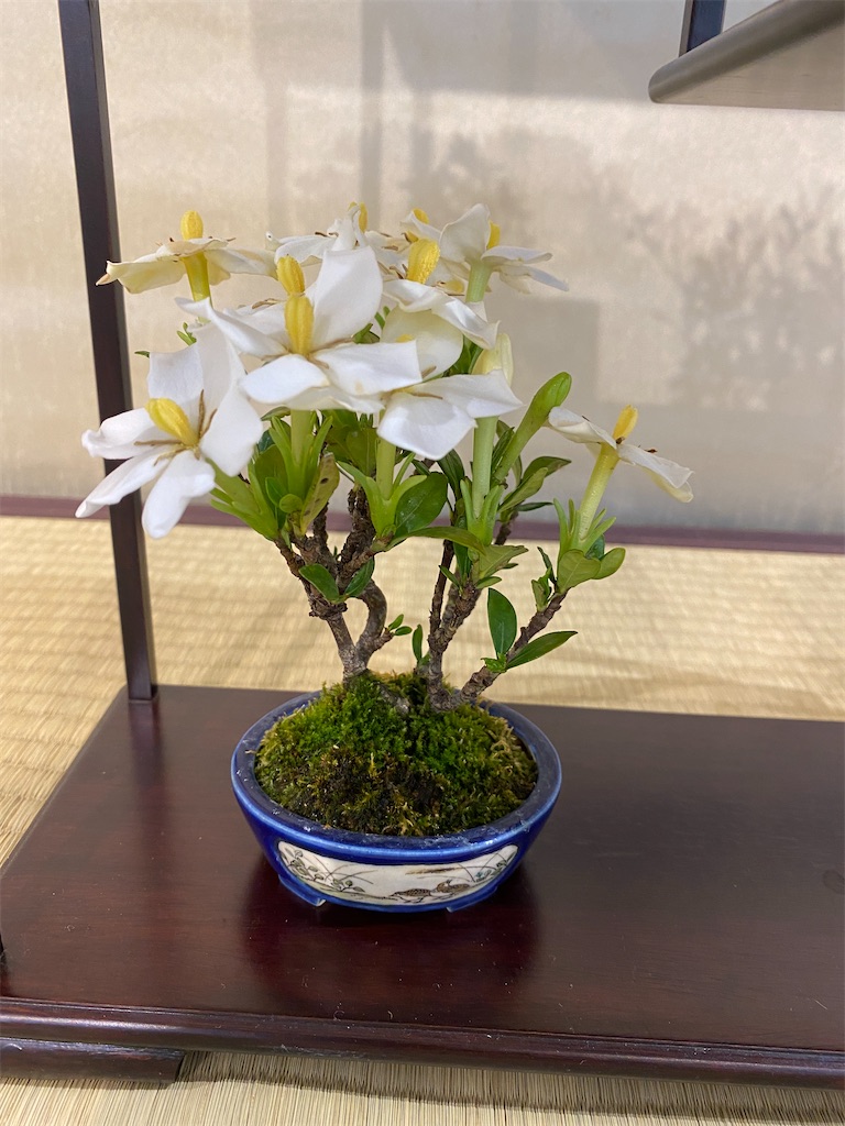 f:id:bonsaichie:20210604222612j:image f:id:bonsaichie:20210604222612j:image