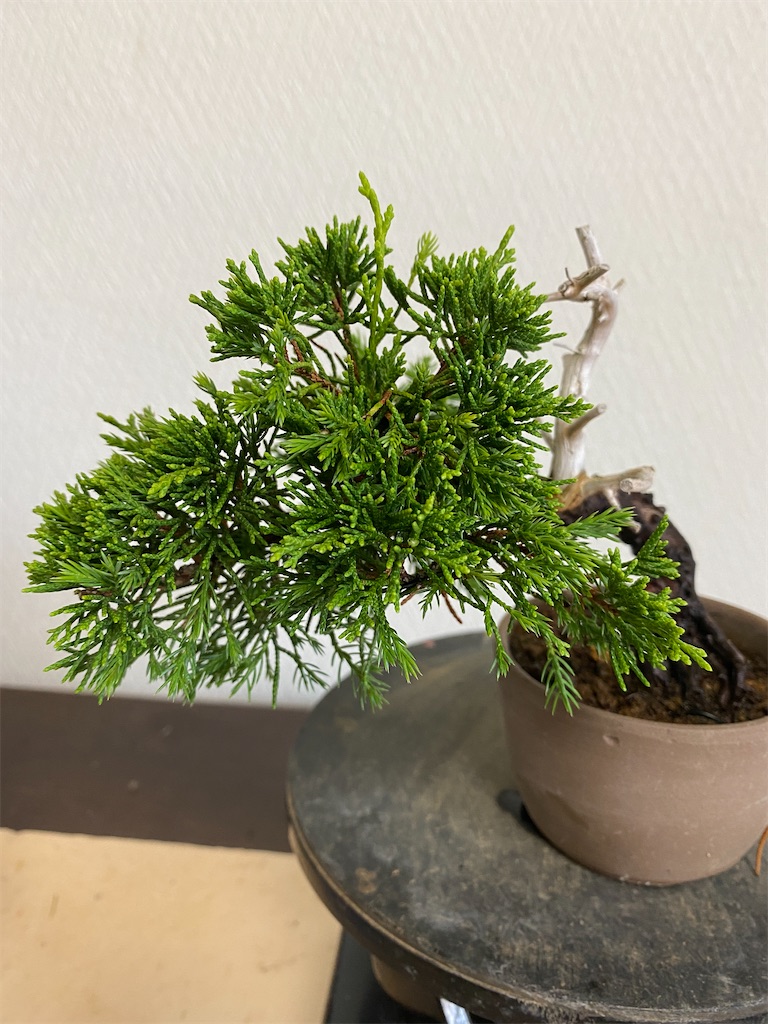 f:id:bonsaichie:20210902222934j:image