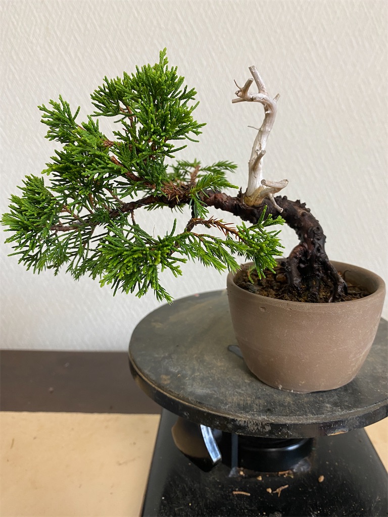 真柏の整枝と施肥 - BONSAIちえ