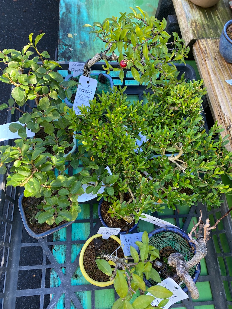 f:id:bonsaichie:20211117082523j:image f:id:bonsaichie:20211117082523j:image