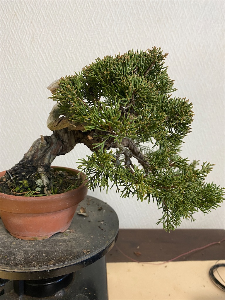 f:id:bonsaichie:20220123224405j:image