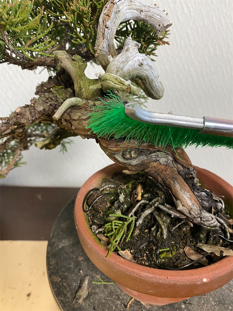 真柏を少しお掃除 - BONSAIちえ