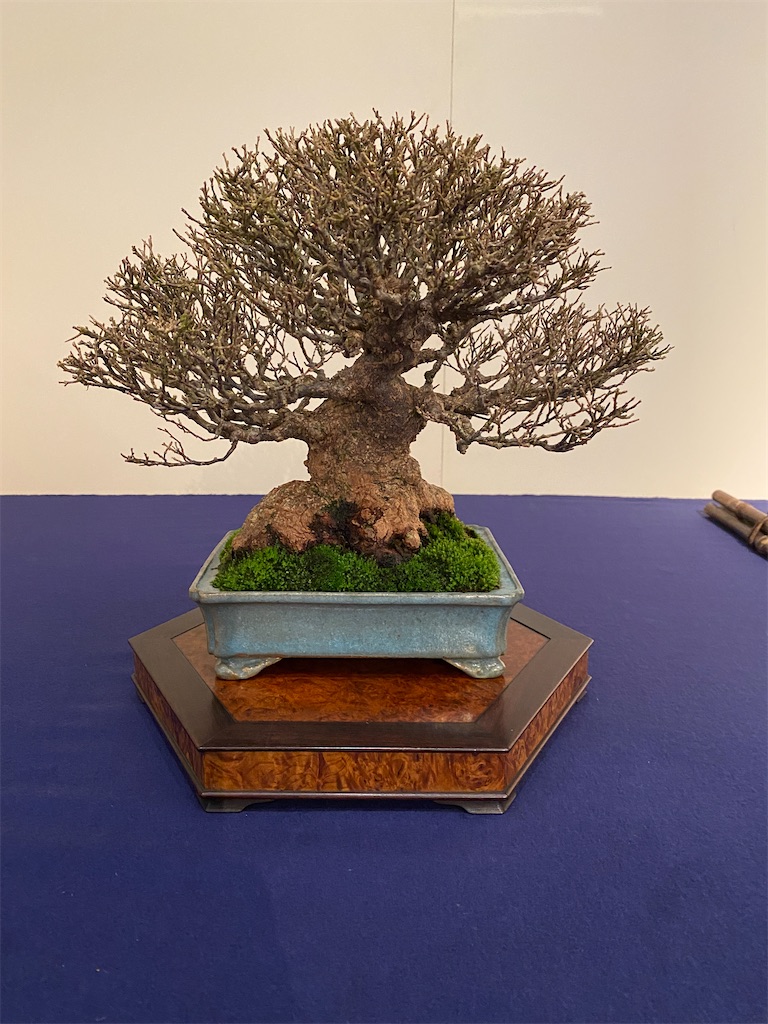 f:id:bonsaichie:20220210145001j:image