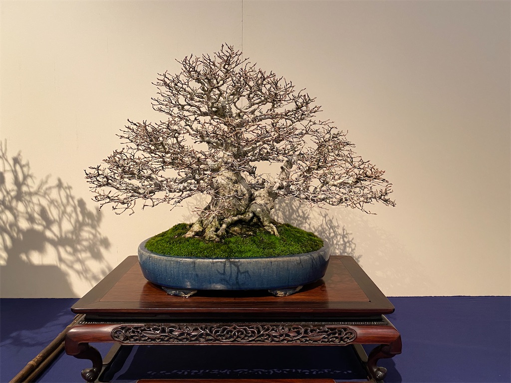 f:id:bonsaichie:20220210145010j:image