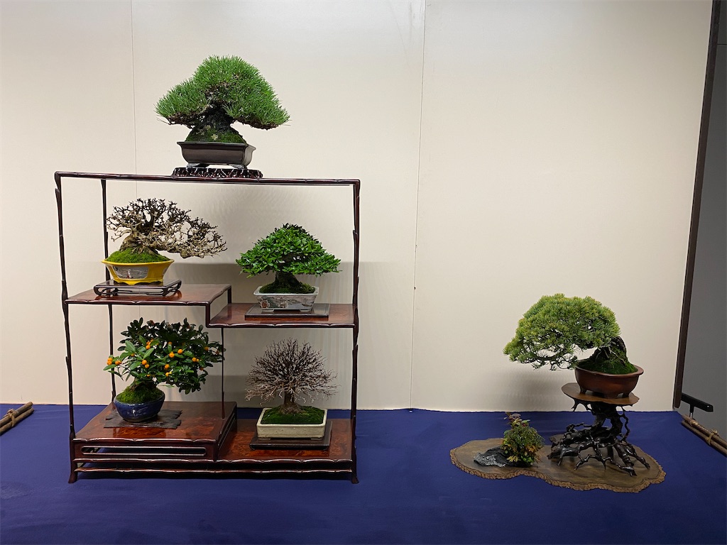 第96回 国風盆栽展 前期 - BONSAIちえ