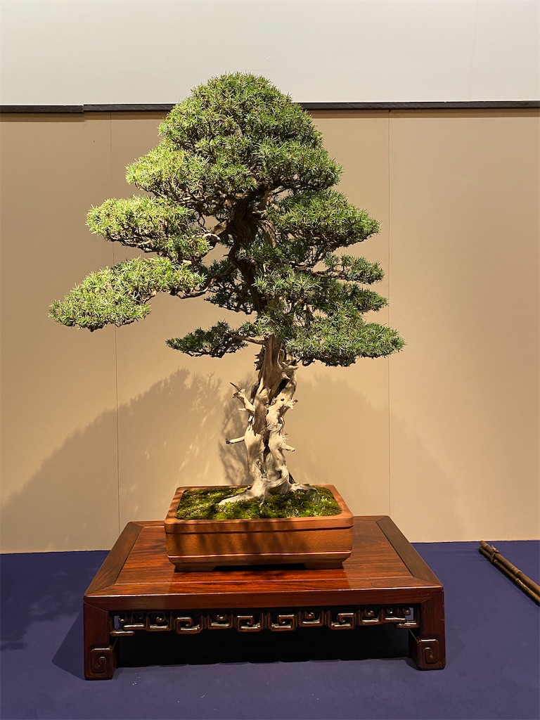 f:id:bonsaichie:20220210145116j:image