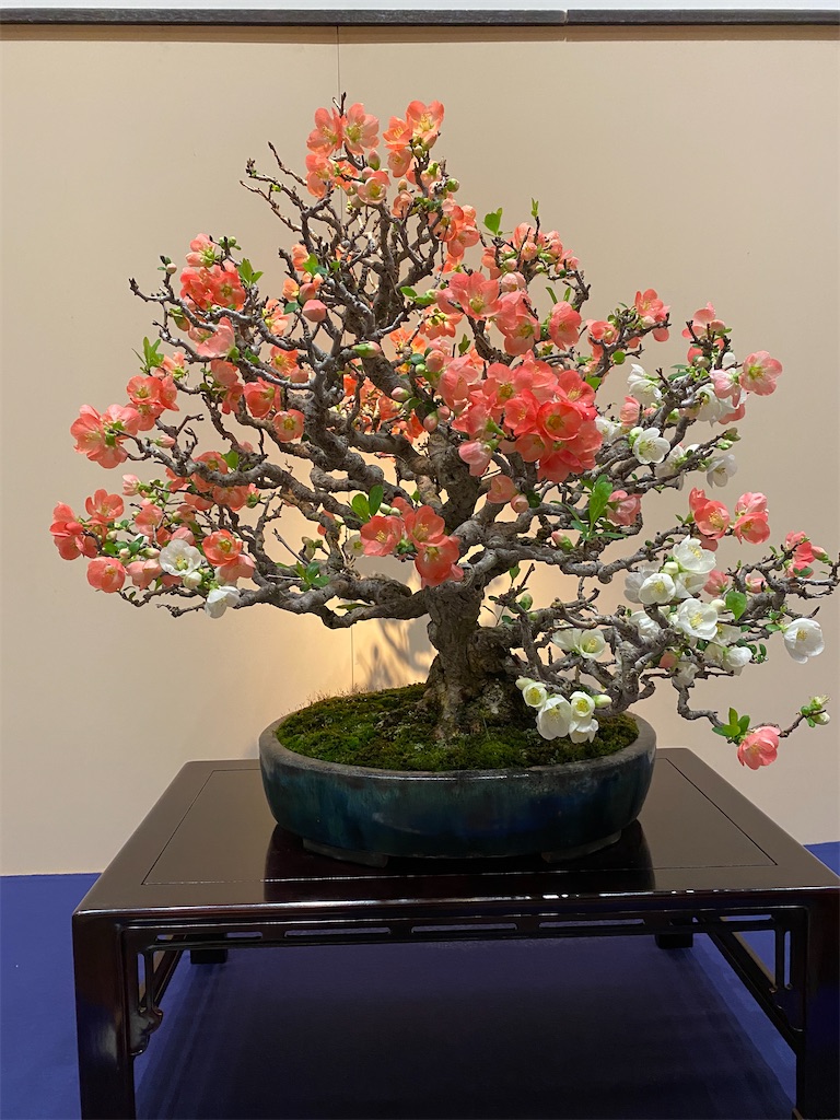 第96回 国風盆栽展 前期 - BONSAIちえ