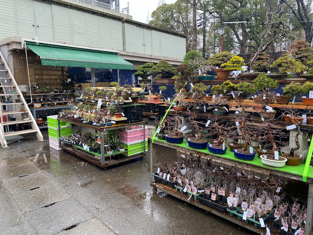 f:id:bonsaichie:20220210150244j:image