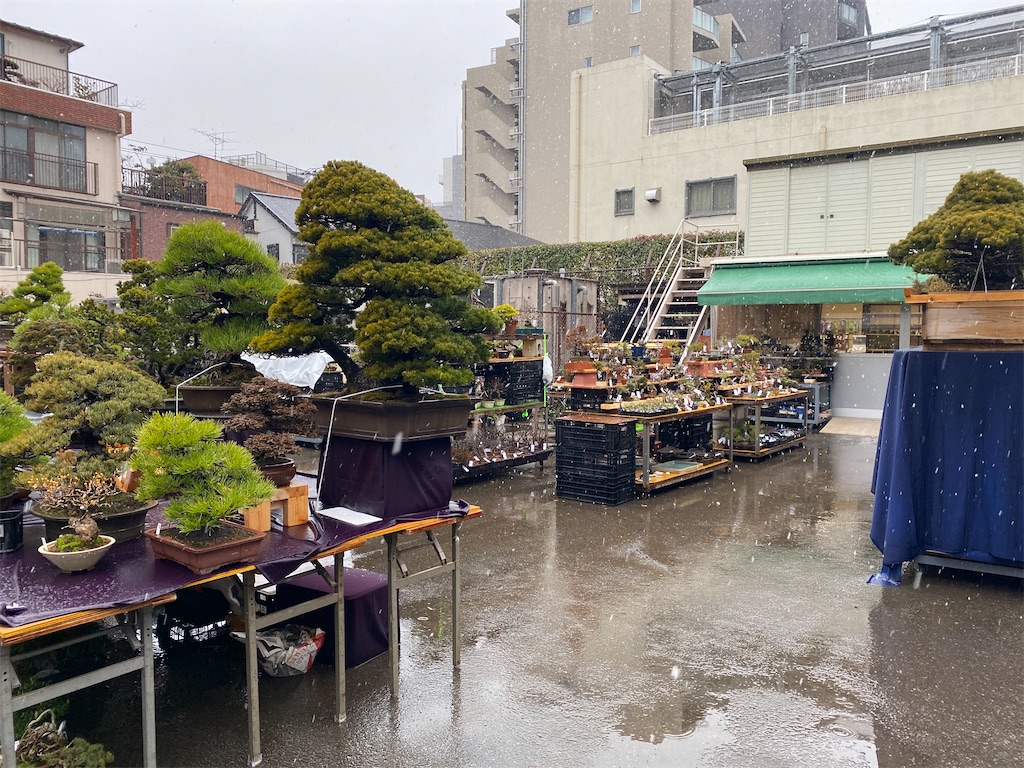 f:id:bonsaichie:20220210150247j:image