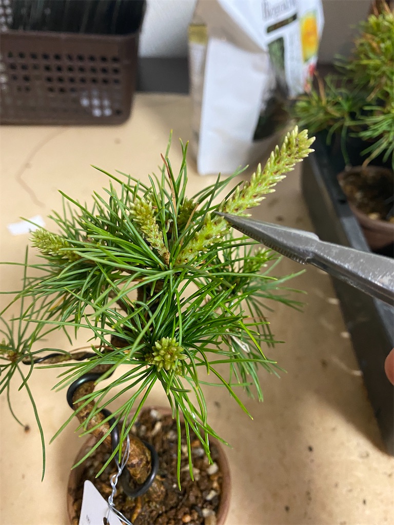 五葉松のみどり摘み - BONSAIちえ