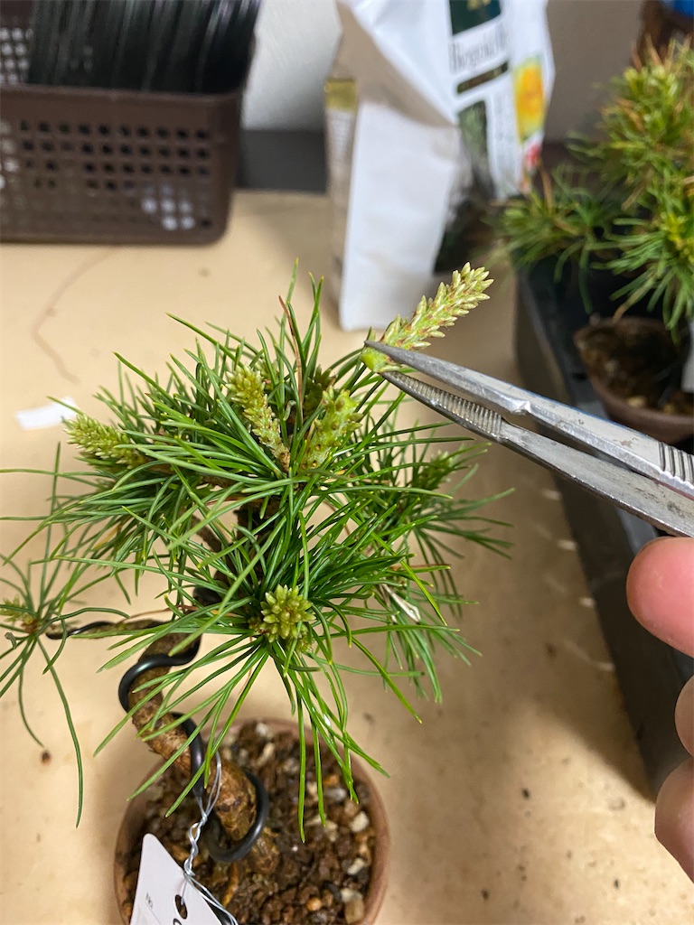 五葉松のみどり摘み - BONSAIちえ