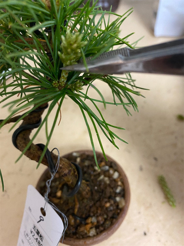 f:id:bonsaichie:20220423221719j:image