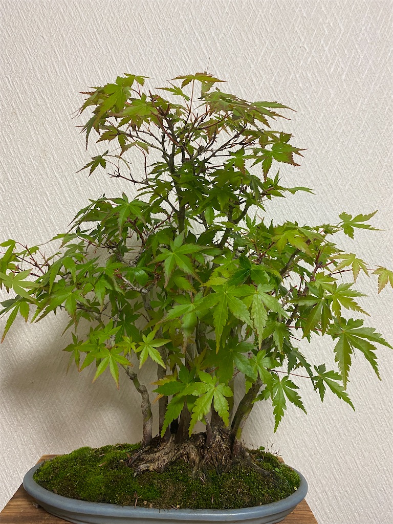 f:id:bonsaichie:20220423224549j:image