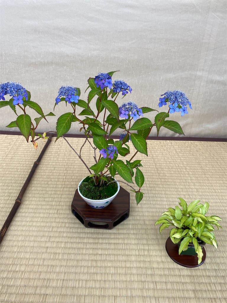 f:id:bonsaichie:20220603133626j:image f:id:bonsaichie:20220603133626j:image