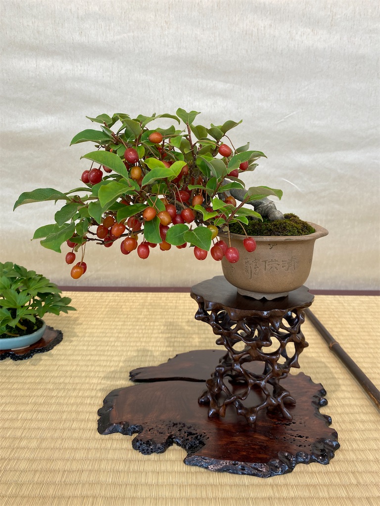 f:id:bonsaichie:20220603133632j:image f:id:bonsaichie:20220603133632j:image