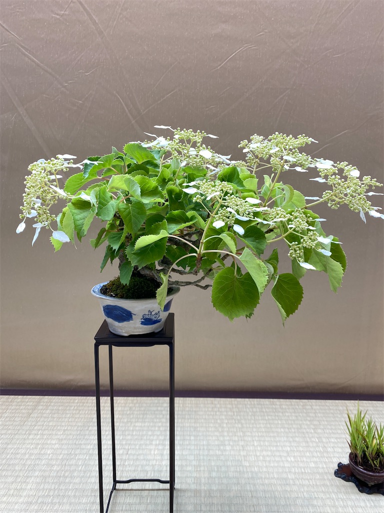 f:id:bonsaichie:20220603133637j:image f:id:bonsaichie:20220603133637j:image