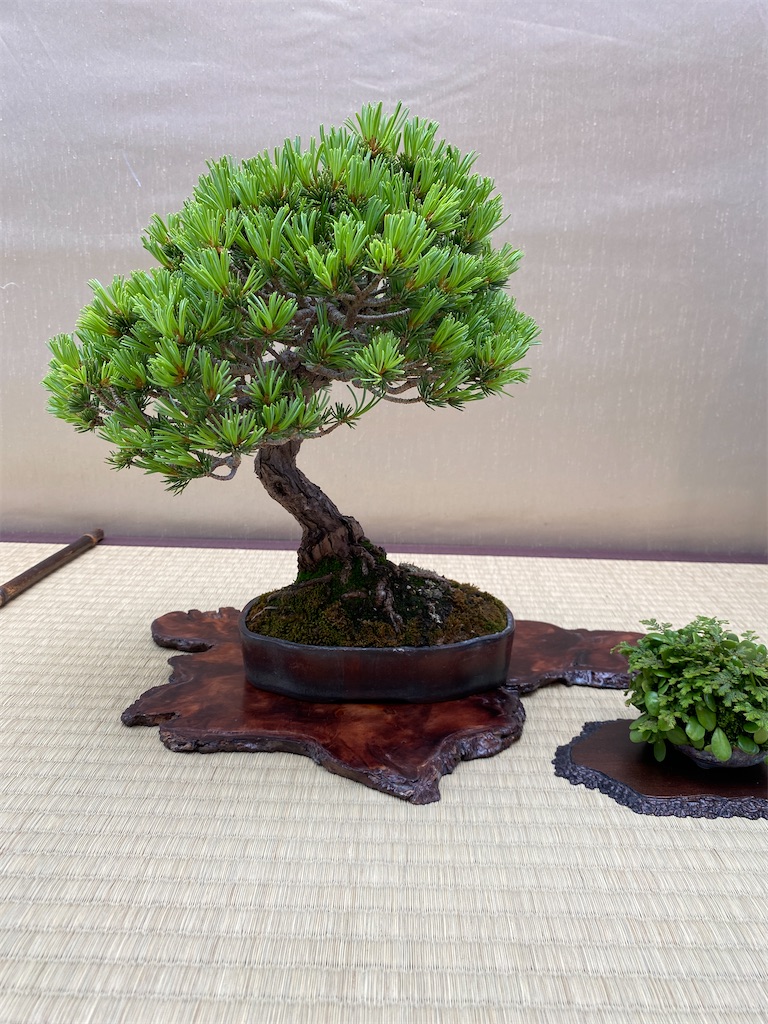 f:id:bonsaichie:20220603133655j:image f:id:bonsaichie:20220603133655j:image