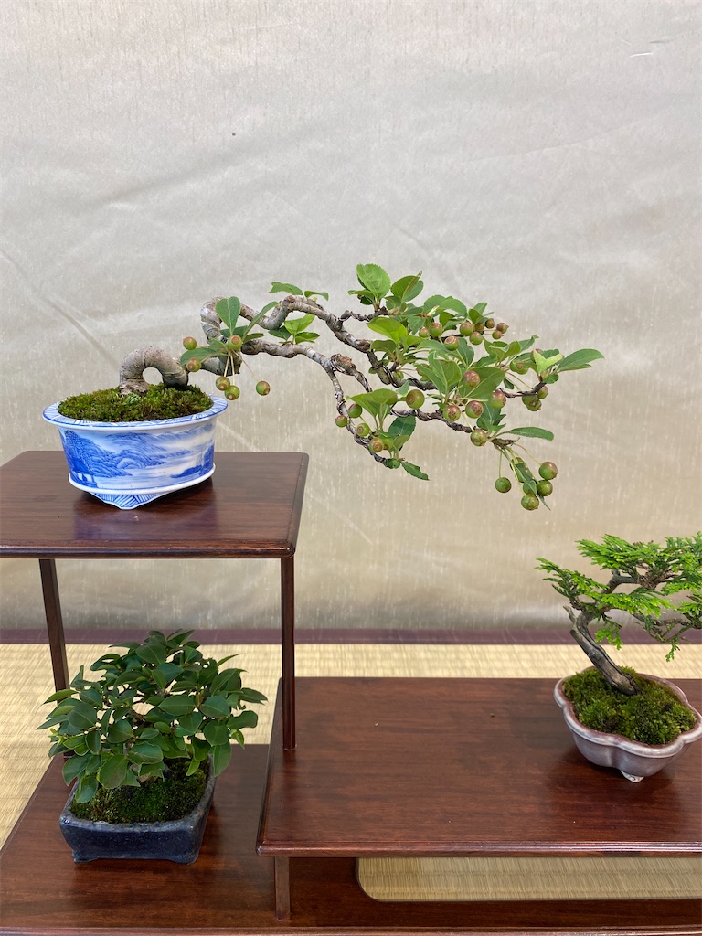 f:id:bonsaichie:20220603133712j:image f:id:bonsaichie:20220603133712j:image