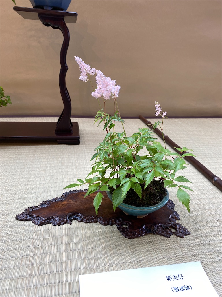 f:id:bonsaichie:20220603133717j:image f:id:bonsaichie:20220603133717j:image