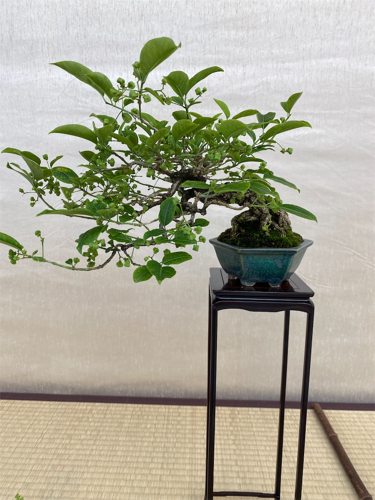 f:id:bonsaichie:20220603133722j:image f:id:bonsaichie:20220603133722j:image