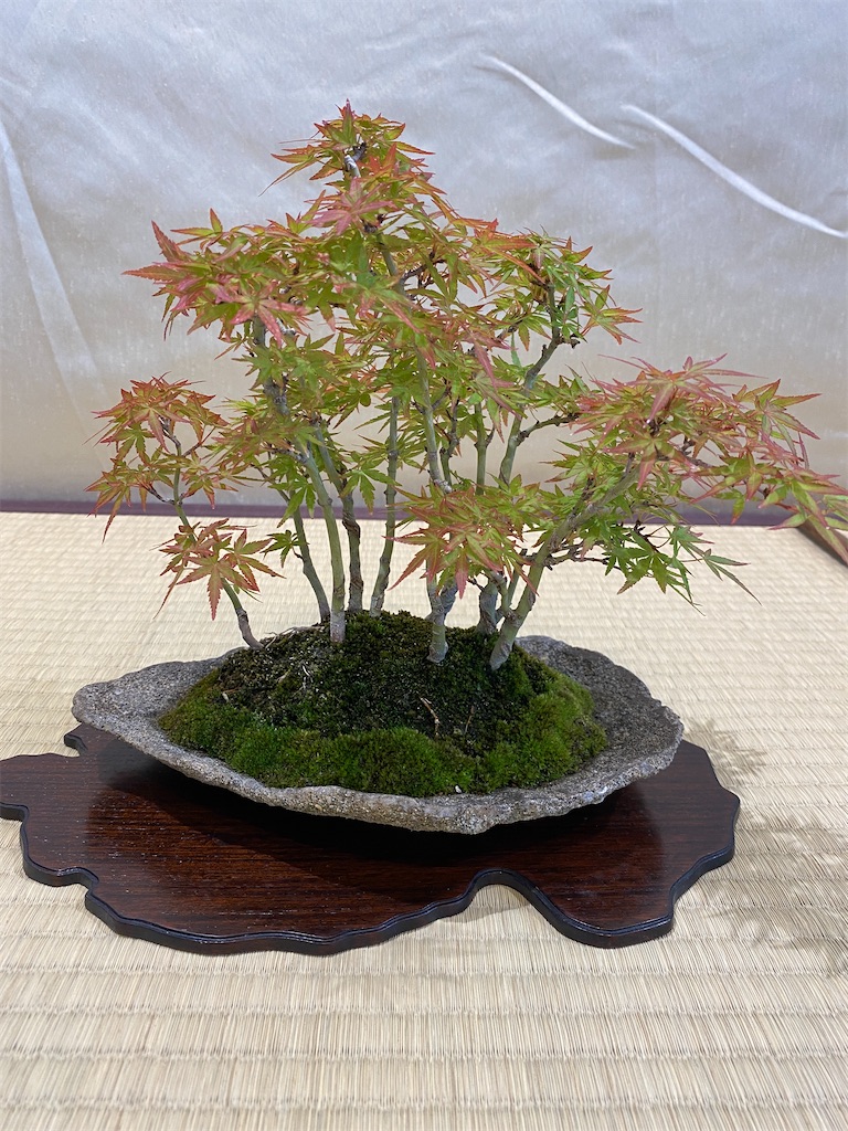 f:id:bonsaichie:20220603133727j:image f:id:bonsaichie:20220603133727j:image