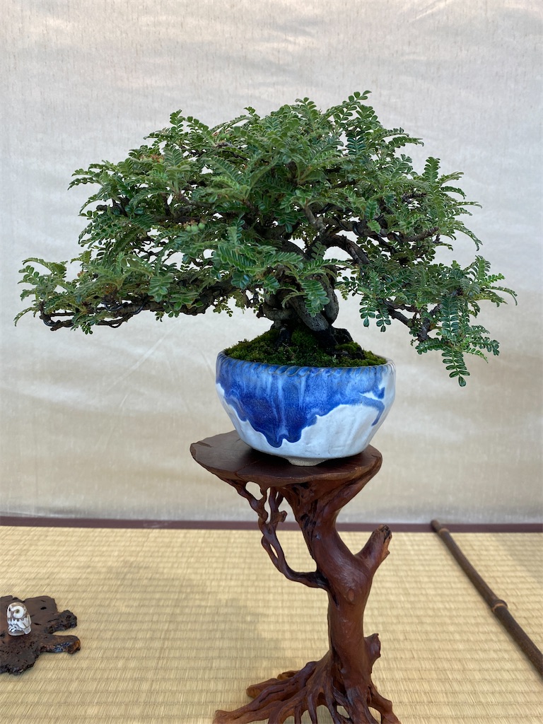 f:id:bonsaichie:20220603133959j:image f:id:bonsaichie:20220603133959j:image