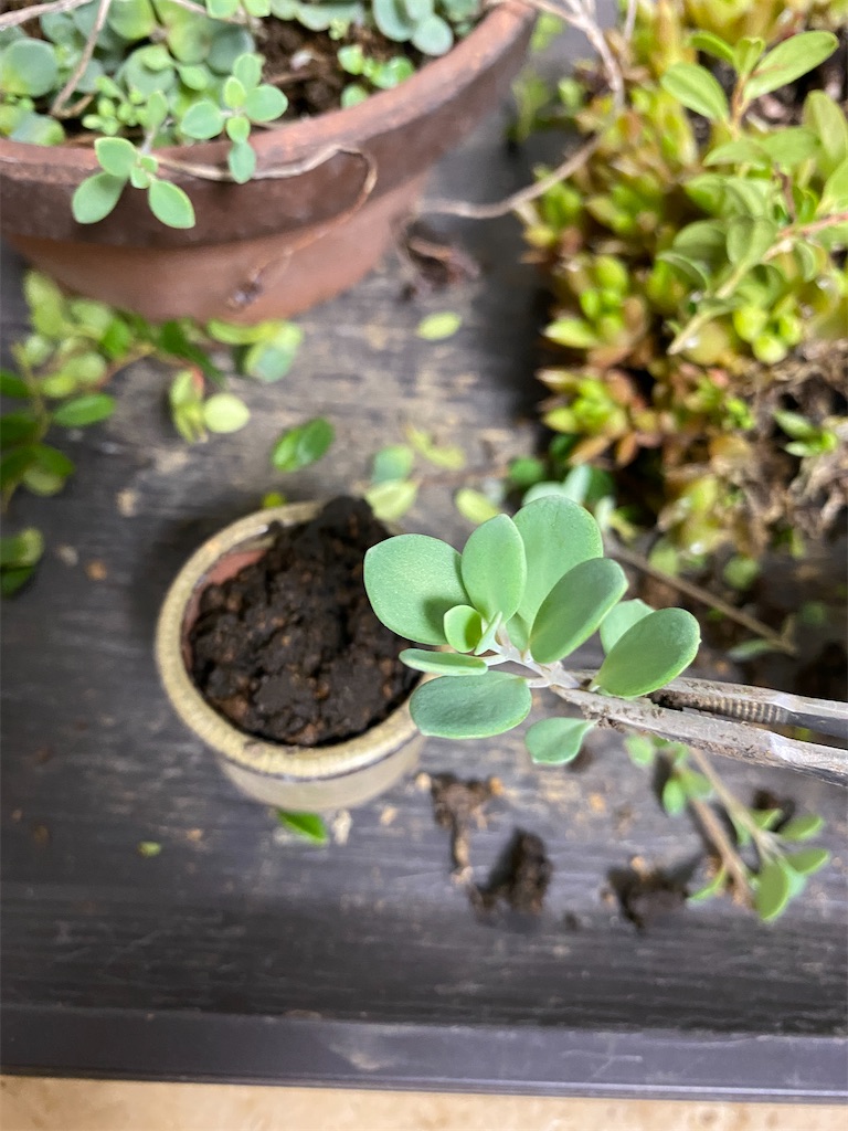 f:id:bonsaichie:20220625150424j:image