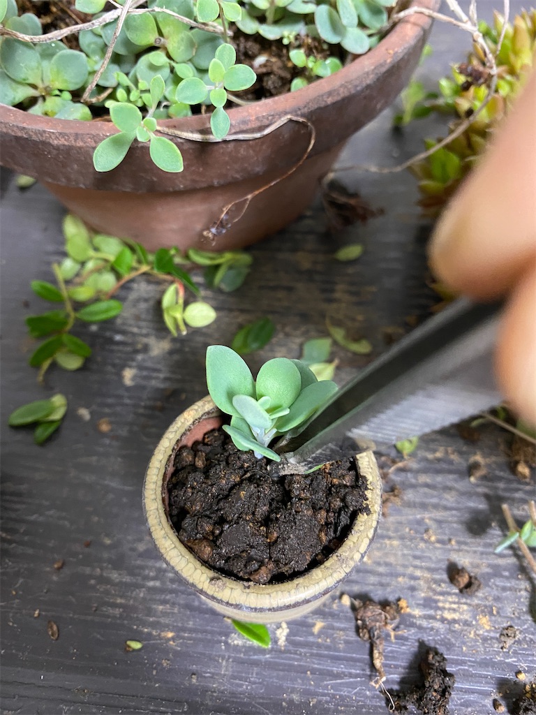 f:id:bonsaichie:20220625150433j:image