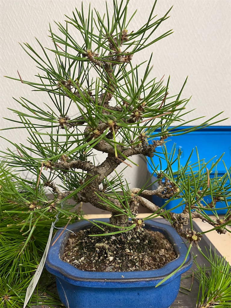 f:id:bonsaichie:20220704220121j:image f:id:bonsaichie:20220704220121j:image