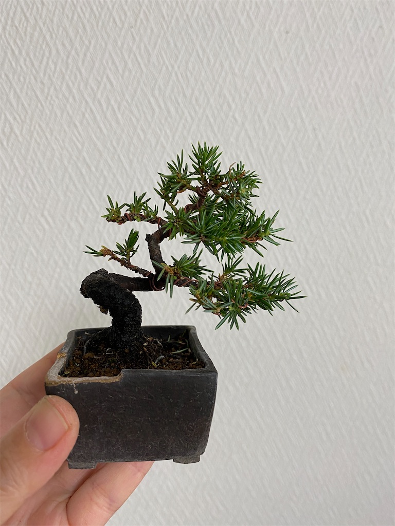 f:id:bonsaichie:20220715002057j:image