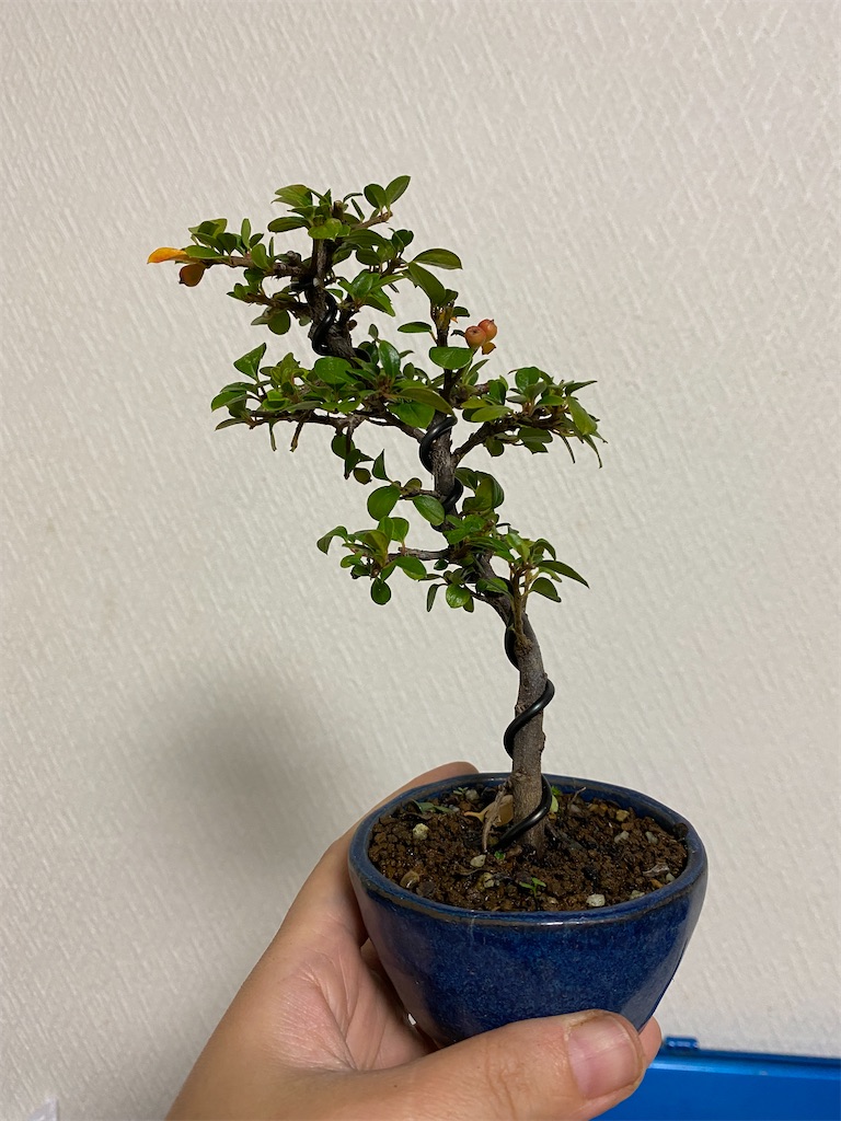 ベニシタンの曲づけ - BONSAIちえ