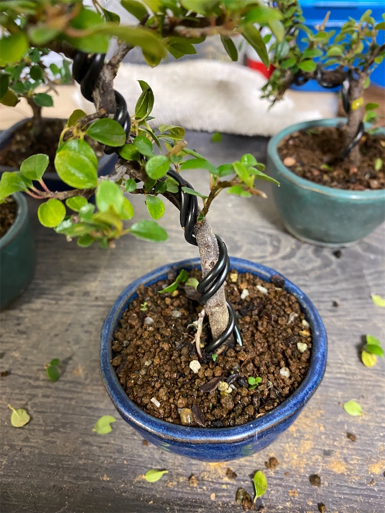 ベニシタンの曲づけ - BONSAIちえ