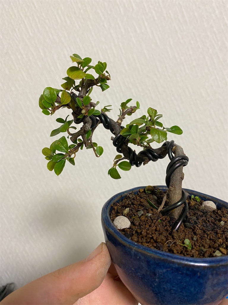 f:id:bonsaichie:20220914231746j:image