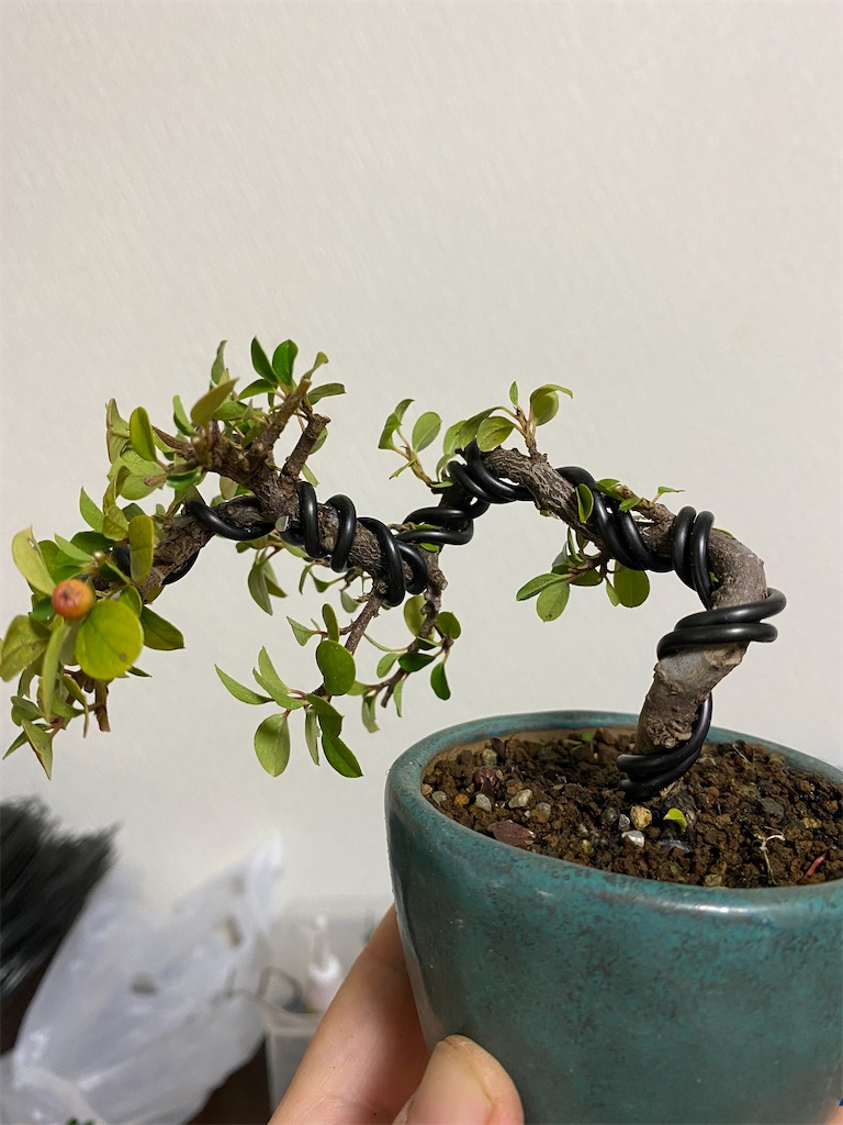 ベニシタンの曲づけ - BONSAIちえ