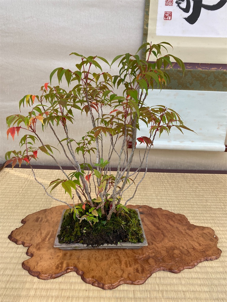 f:id:bonsaichie:20221007100057j:image f:id:bonsaichie:20221007100057j:image